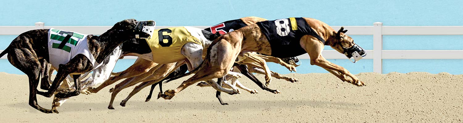 dog racing promotions